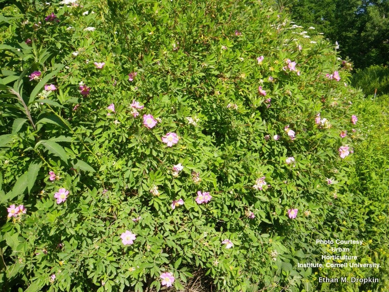 ROSA PALUSTRIS