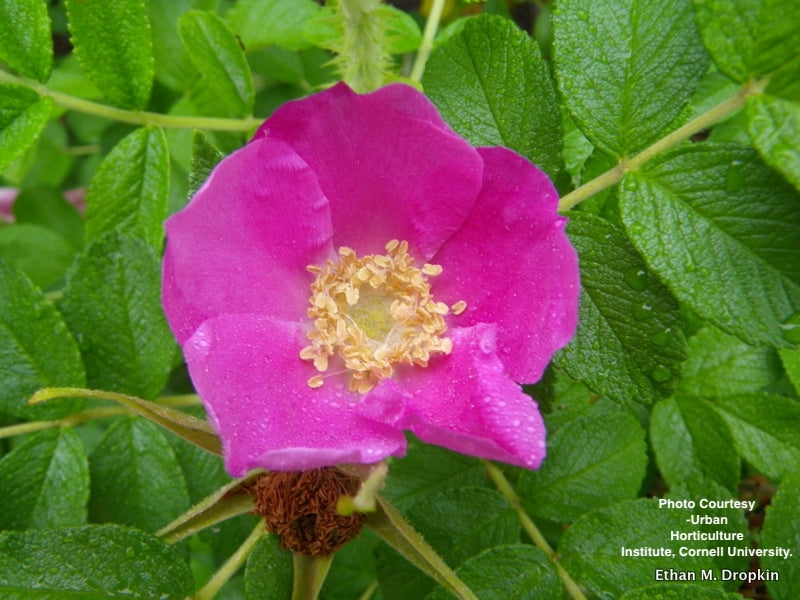 ROSA RUGOSA