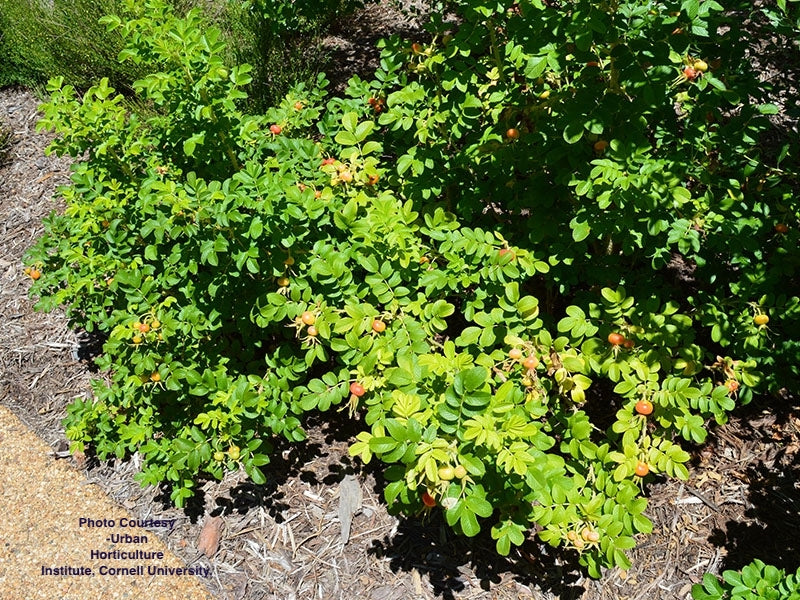 ROSA RUGOSA