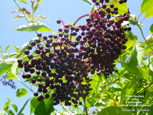 SAMBUCUS CANADENSIS `ADAMS`