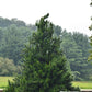 SCIADOPITYS VERTICILLATA