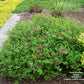 SPIRAEA JAPONICA `LITTLE PRINCESS`