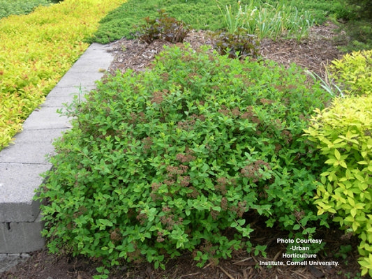 SPIRAEA JAPONICA `LITTLE PRINCESS`