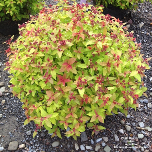 SPIRAEA JAPONICA `MAGIC CARPET`