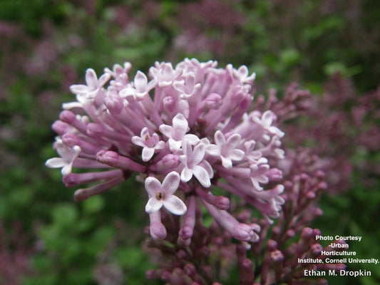 SYRINGA MEYERI `PALIBIN`