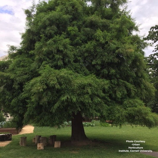 TAXODIUM DISTICHUM