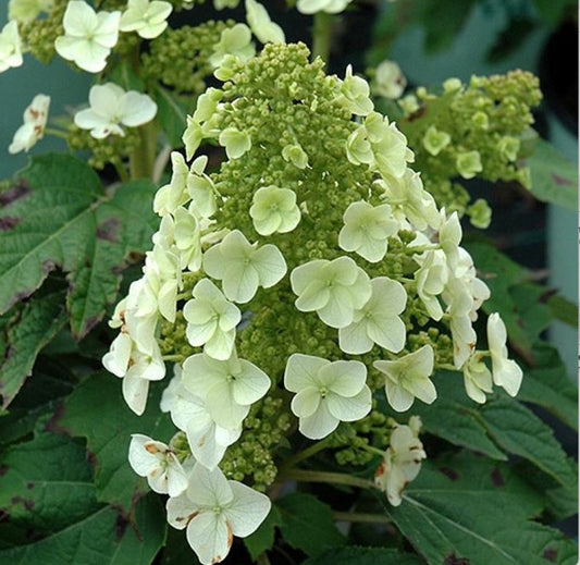 HYDRANGEA QUE. `MUNCHKIN`