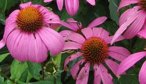 ECHINACEA PURPUREA