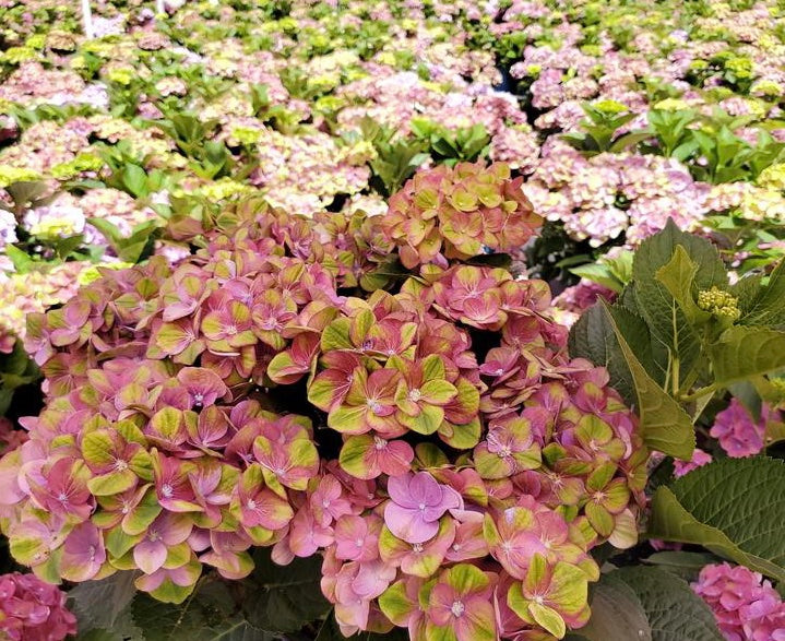 HYDRANGEA M `TILT A SWIRL`