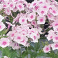 PHLOX `VOLCANO SOFT PINK/DARK EYE`
