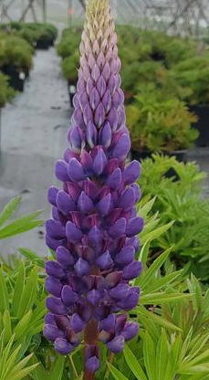 LUPINUS `GALLERY BLUE`