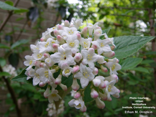 VIBURNUM CARLESII