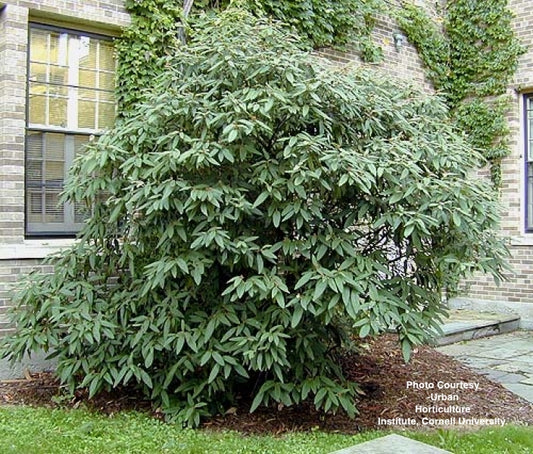 VIBURNUM RHYTIDOPHYLLUM