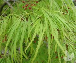 ACER PAL. DIS. `VIRIDIS`