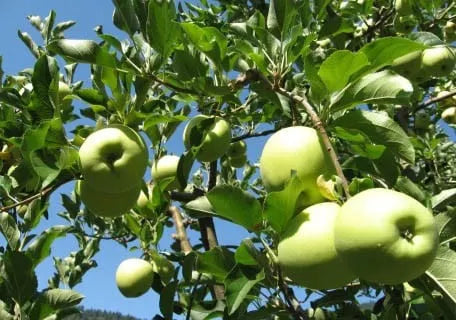 MALUS `GRANNY SMITH` (APPLE)