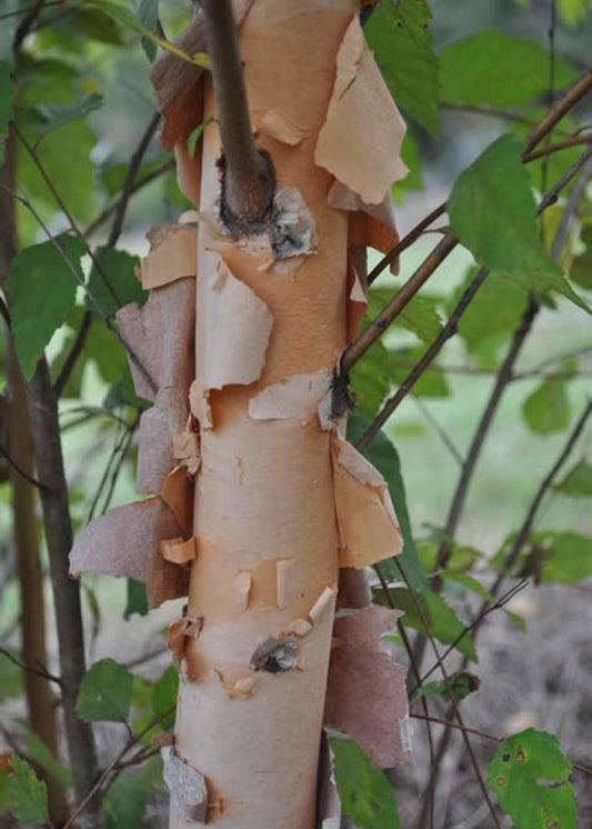 Betula Duraheat