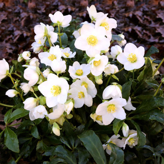 HELLEBORUS NIGER `HGC JASPER`