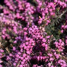 ERICA CARNEA PINK