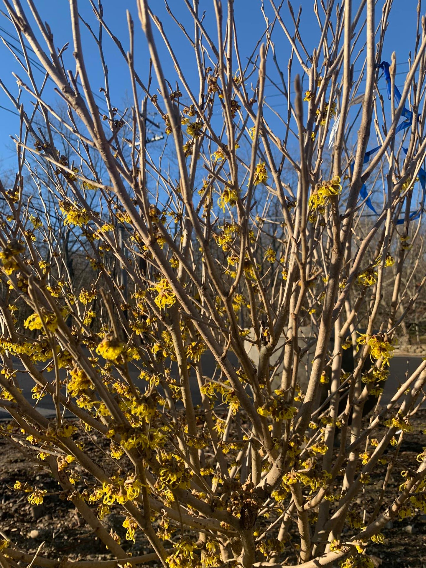 HAMAMELIS VERNALIS