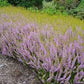 CALLUNA VULGARIS