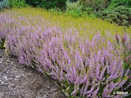 CALLUNA VULGARIS