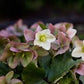 HELLEBORUS X `IVORY PRINCE`