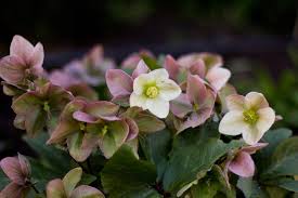 HELLEBORUS X `IVORY PRINCE`