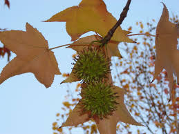 Liquidambar styraciflua