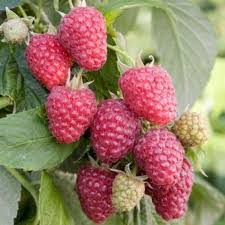 RUBUS IDAEUS `JOAN J`