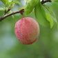 PRUNUS `BRUCE` JAP PLUM