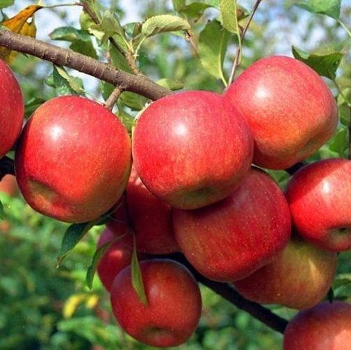 MALUS `FUJI` (APPLE)