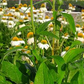 ECHINACEA PURPUREA `POW WOW WHITE`