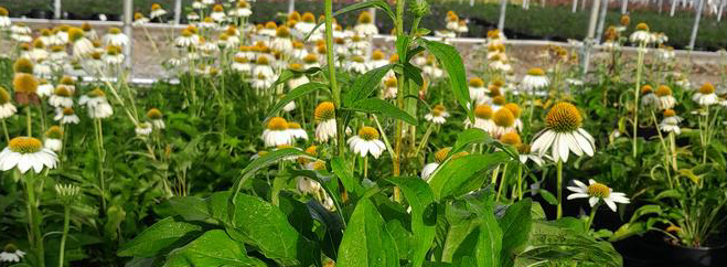 ECHINACEA PURPUREA `POW WOW WHITE`