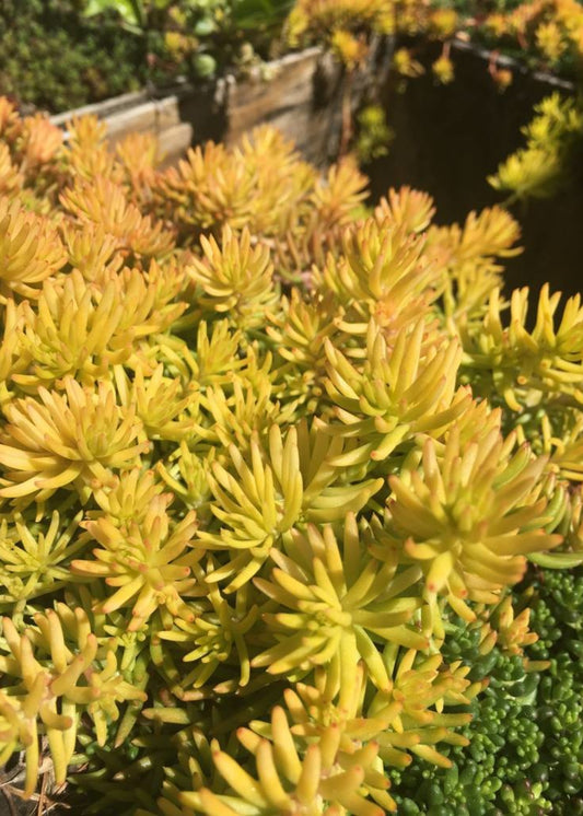 SEDUM `ANGELINA` - 3`` POT