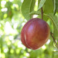 PRUNUS `SUN RED` NECTARINE