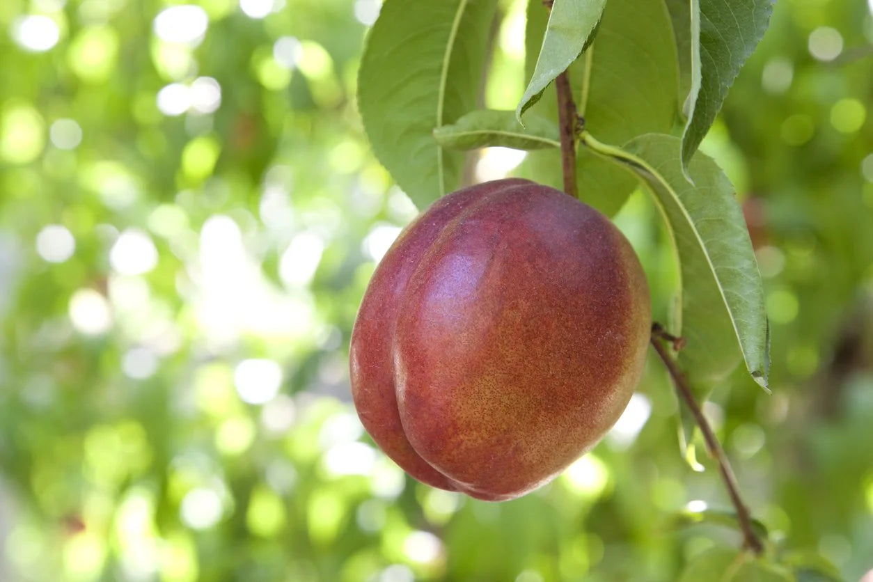 PRUNUS `SUN RED` NECTARINE